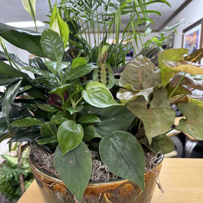 Mixed green houseplants arranged in a ceramic bowl planter