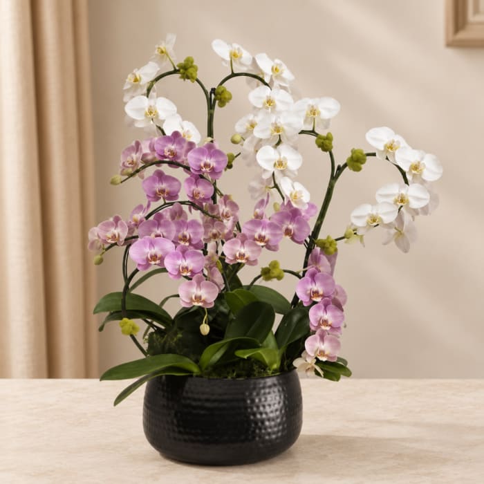 Potted orchid arrangement with white and lavender blooms in a black container