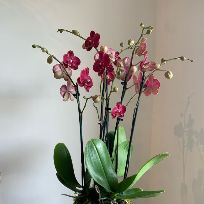 Orchid Arrangement