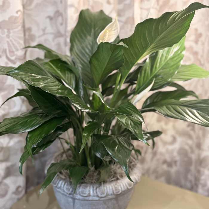 Small Peace Lily in Decorative Container