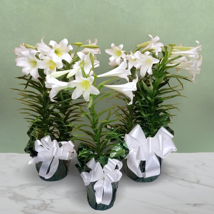 Easter Lily Plant