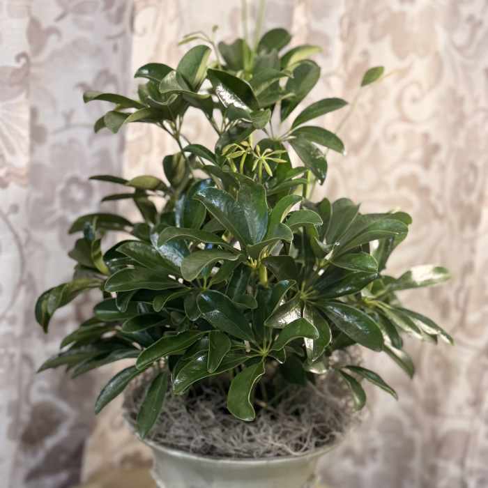 Small Arboricola in Decorative Container