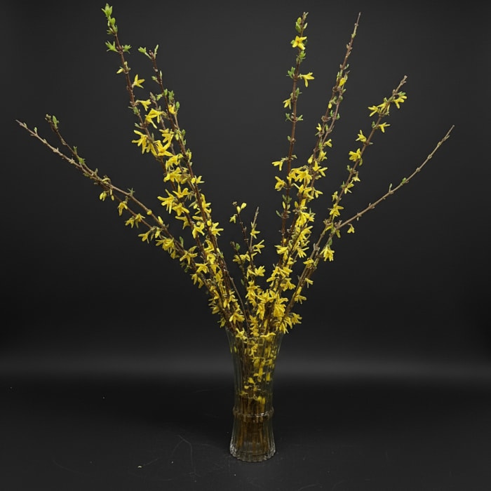 Forsythia