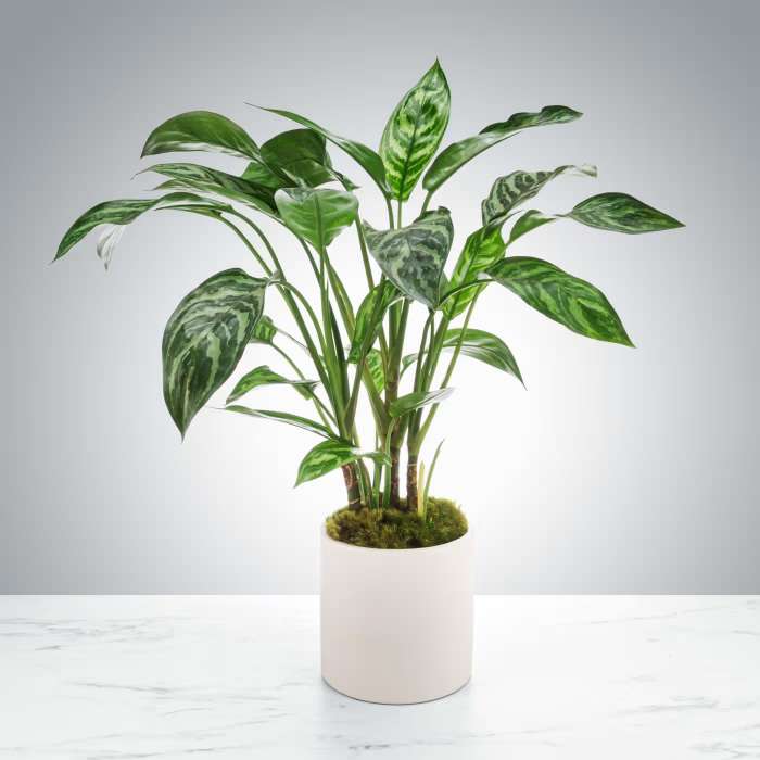 Dumb Cane Plant by BloomNation™