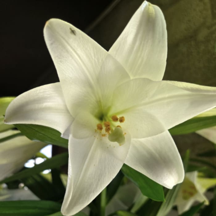 Close-up of a single white lily bloom with a pale yellow center.
