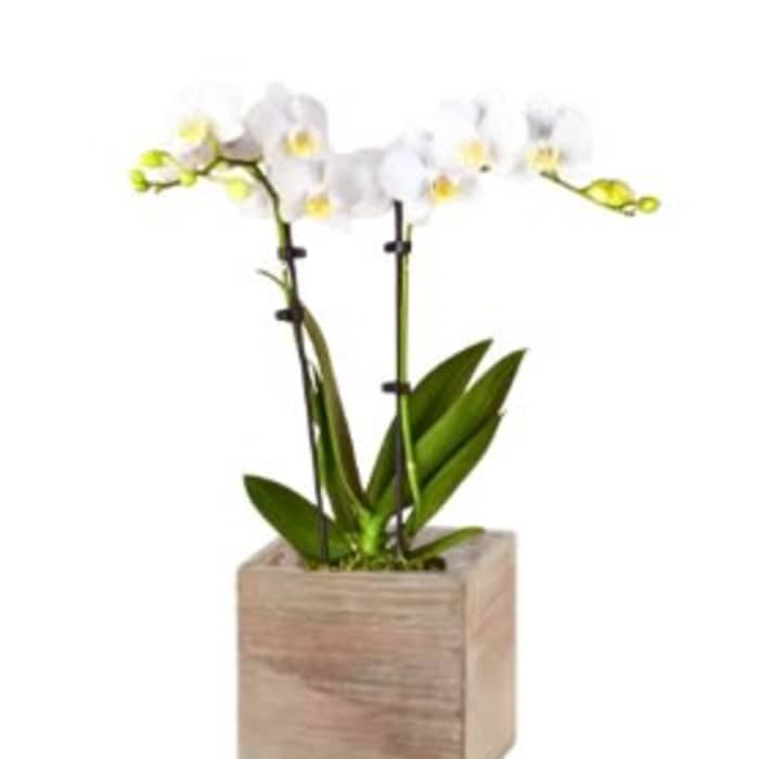 Easter Orchid in White with Bow