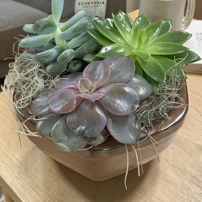 Succulent Garden