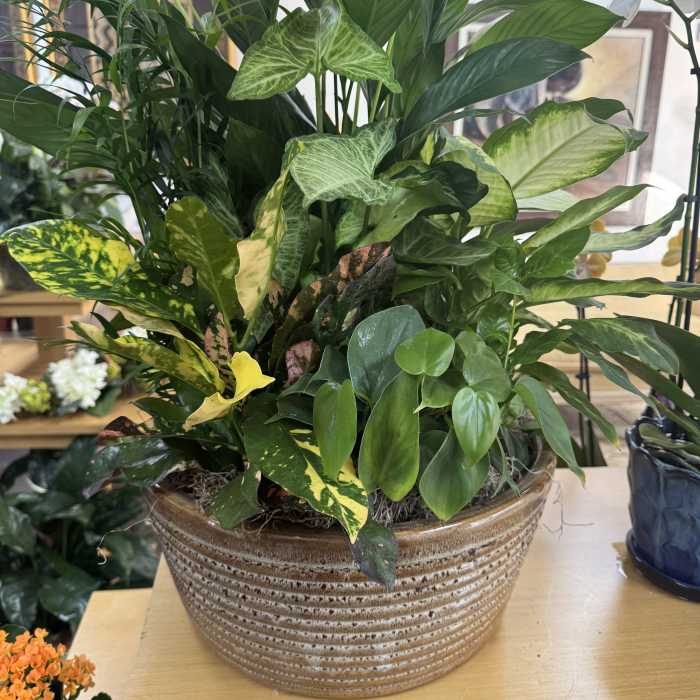 Mixed green houseplants arranged in a ceramic bowl planter