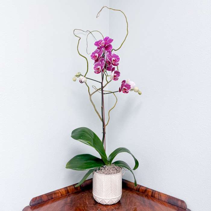 Phalaenopsis Plant - Single Stem Novelty Color