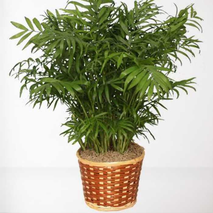 Potted palm plant in a woven basket