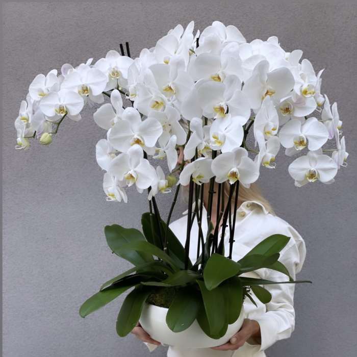 White orchid arrangement in a white bowl planter