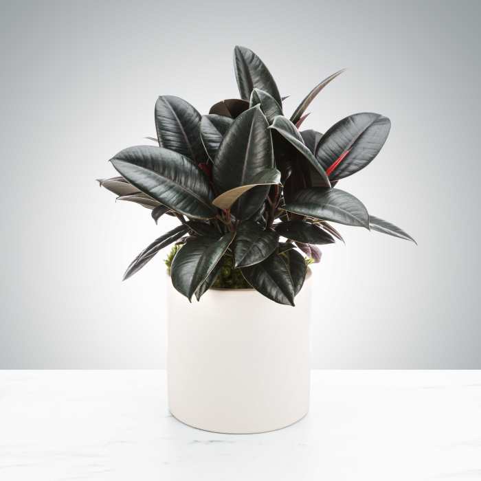 Rubber Plant by BloomNation™