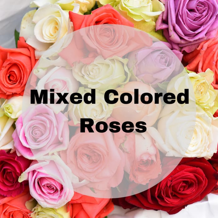 Mixed colored roses in pink, red, white, and purple