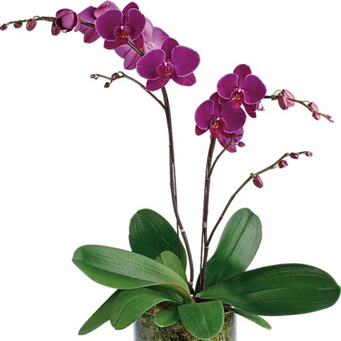 Potted purple orchid plant with arching blooms in a clear glass vase with pebbles