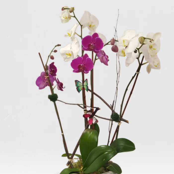 Sophisticated Orchid Plant