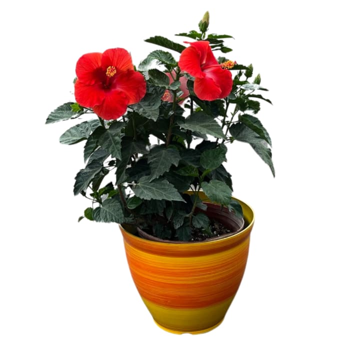 Potted tropical plant with bright red flowers in an orange and yellow striped ceramic pot