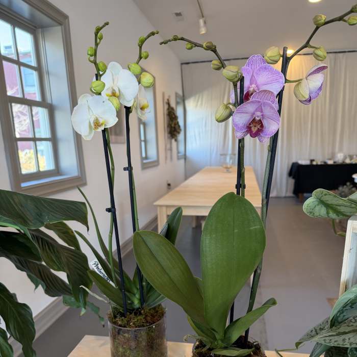 Two potted orchid plants with white and purple blooms on a table.
