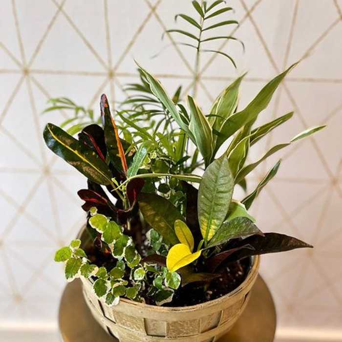 Mixed potted foliage arrangement in a woven basket