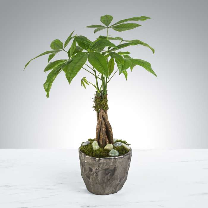 Money Tree by BloomNation™