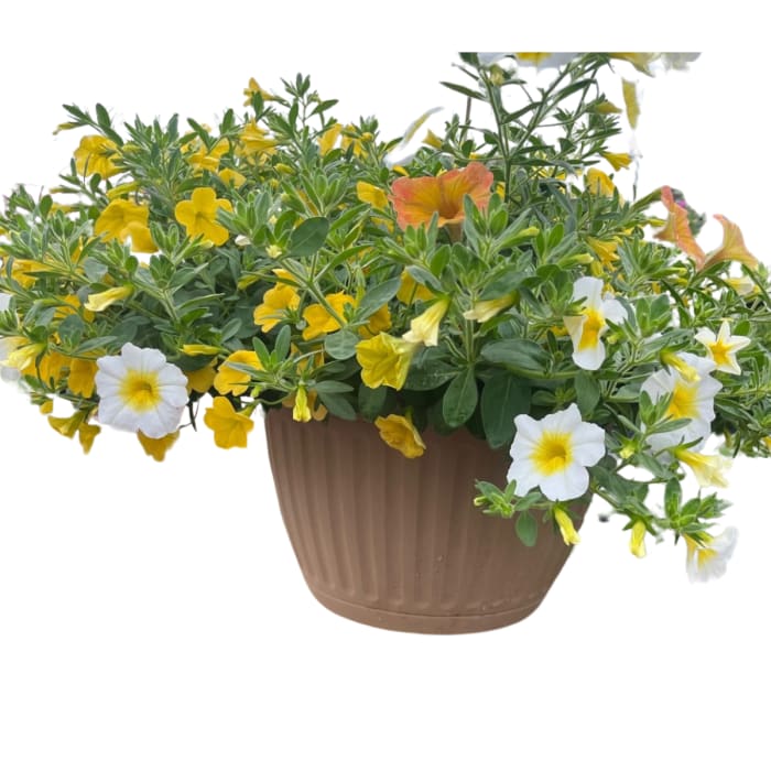 Trailing yellow and white flowering plant in a tan plastic pot