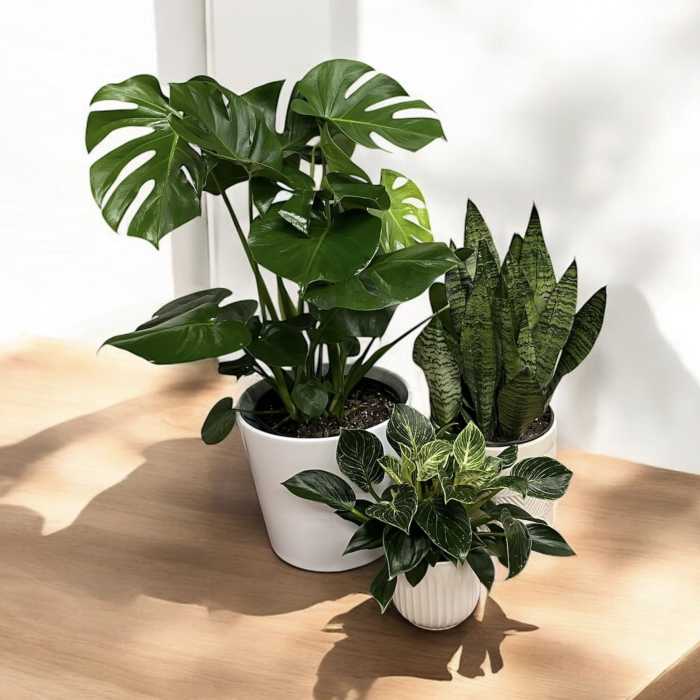 Floor Plant
