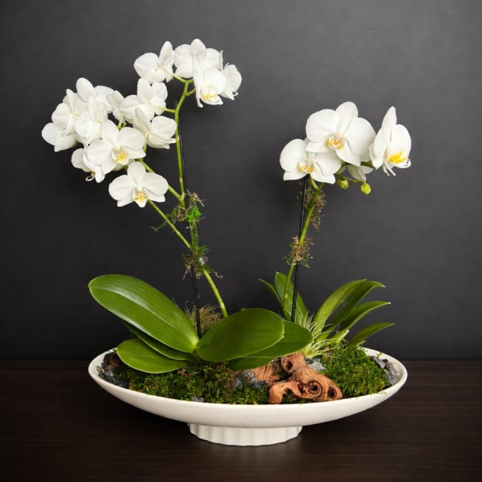 Orchid Dish Garden
