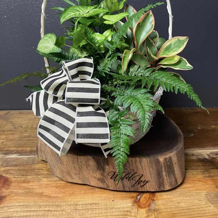 Sympathy Plant Designer's Choice