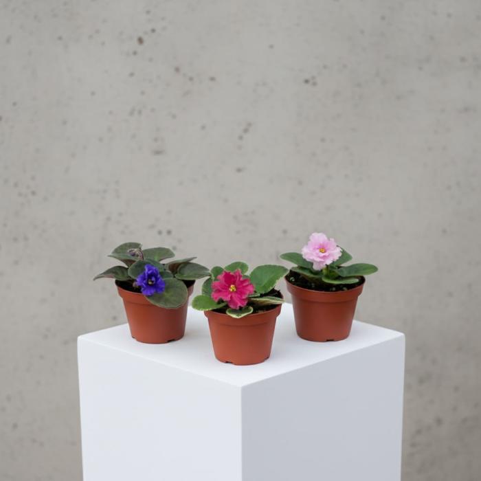 Three small potted flowering plants with pink, purple, and white blooms