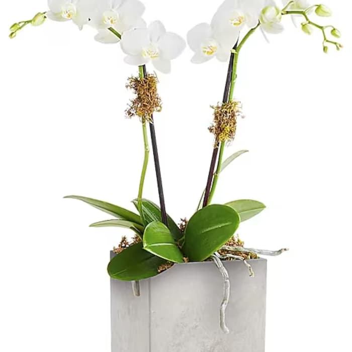 White orchid plant in a square silver planter