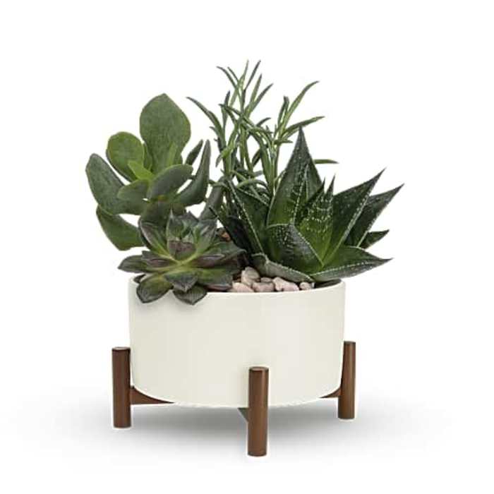 Teleflora's Mid-Century Garden