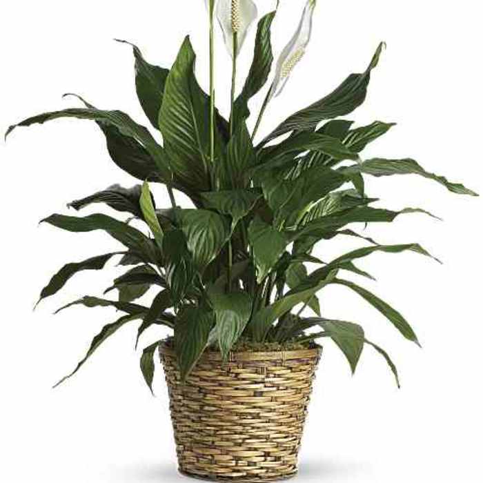 Simply Elegant Spathiphyllum (Peace Lily)
