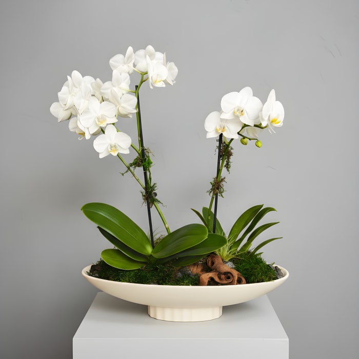 Orchid Dish Garden