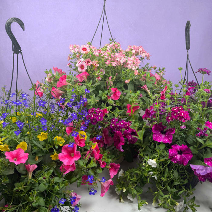 10" Mixed Hanging Basket