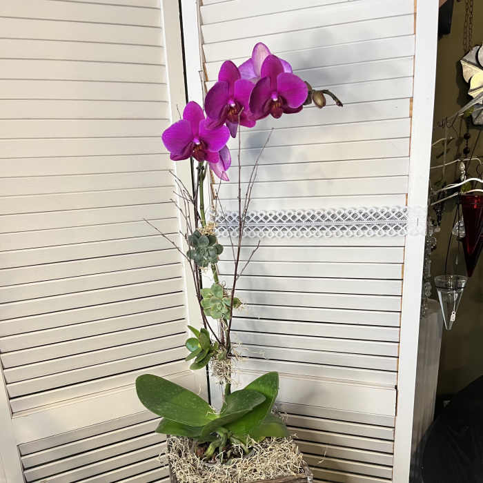 Tall orchid arrangement in a square wooden planter with succulents