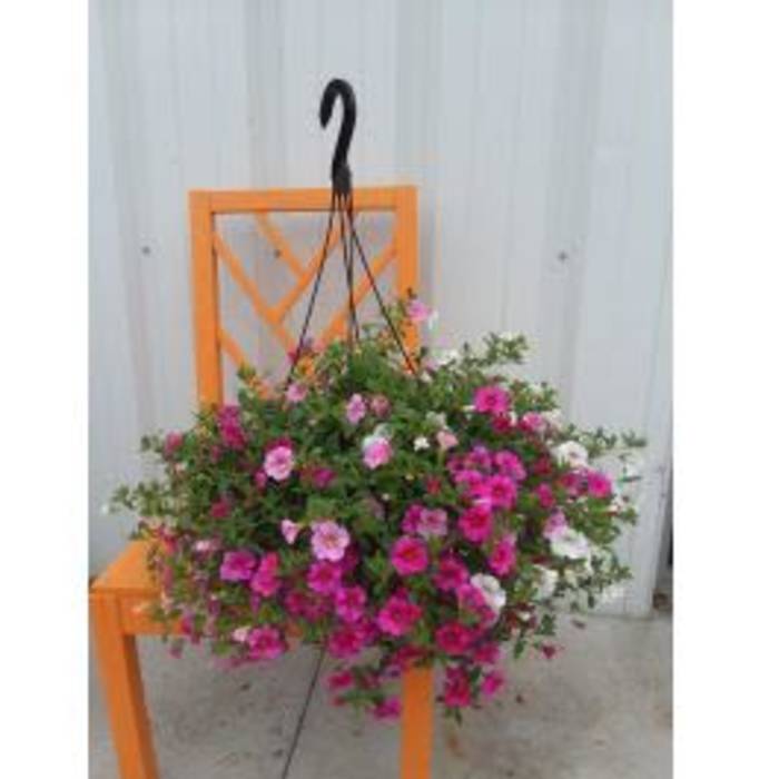 Pink and white flowering hanging basket plant displayed on an orange chair