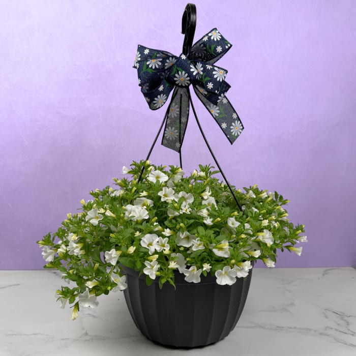 Mother's Day Special - Million Bells Hanging Basket