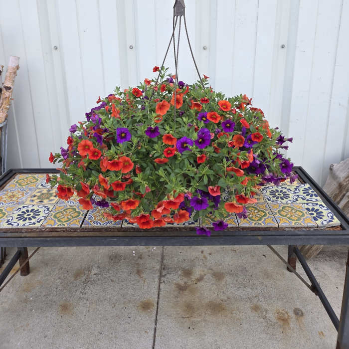 Greenhouse - Small Hanging Basket