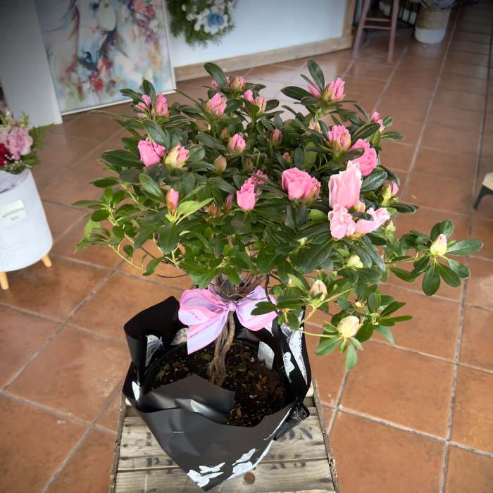 Azalea Tree