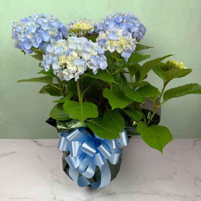 Outdoor Hardy Blue Hydrangea Plant