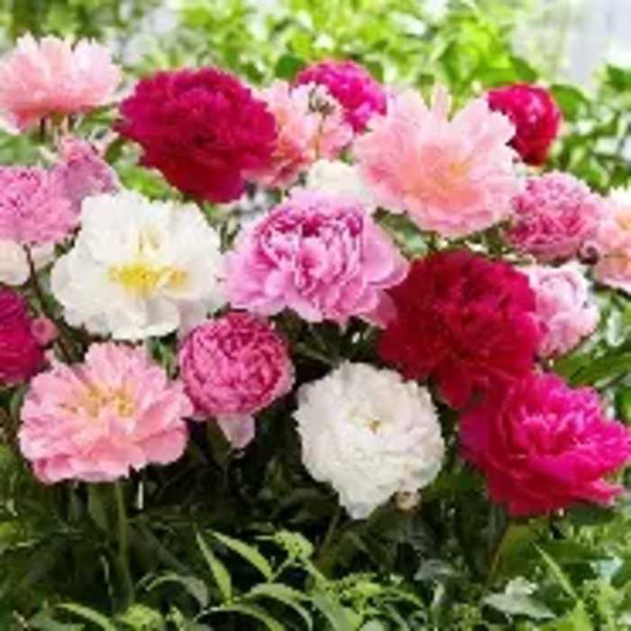 Peony Perfection