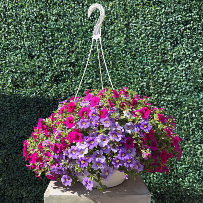 10” Million Bells Hanging Basket