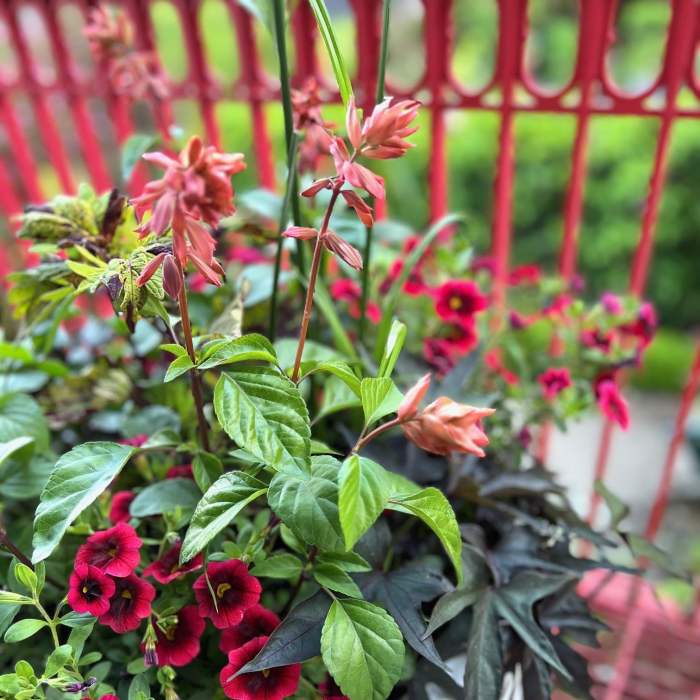 Potted flowering plant with bright pink blooms and peach flower spikes
