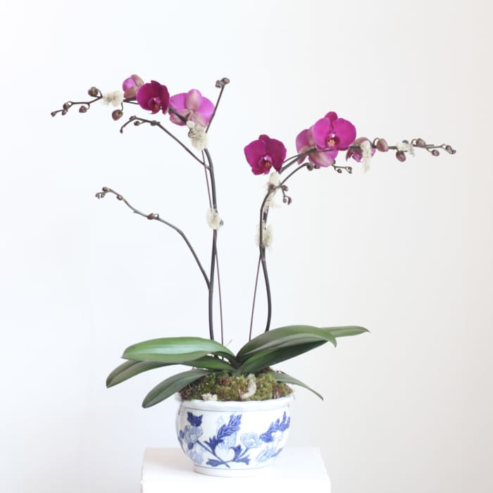 Potted Orchid