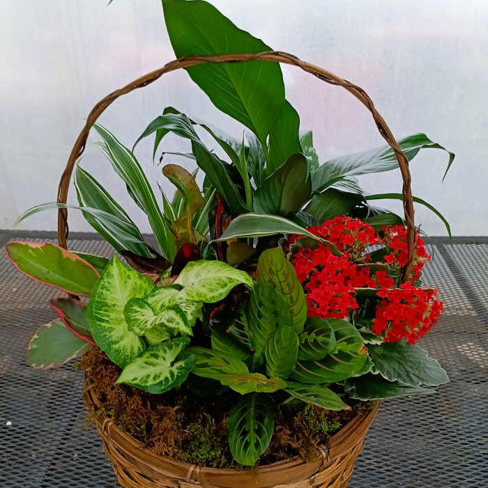 Basket of mixed green plants with red flowers