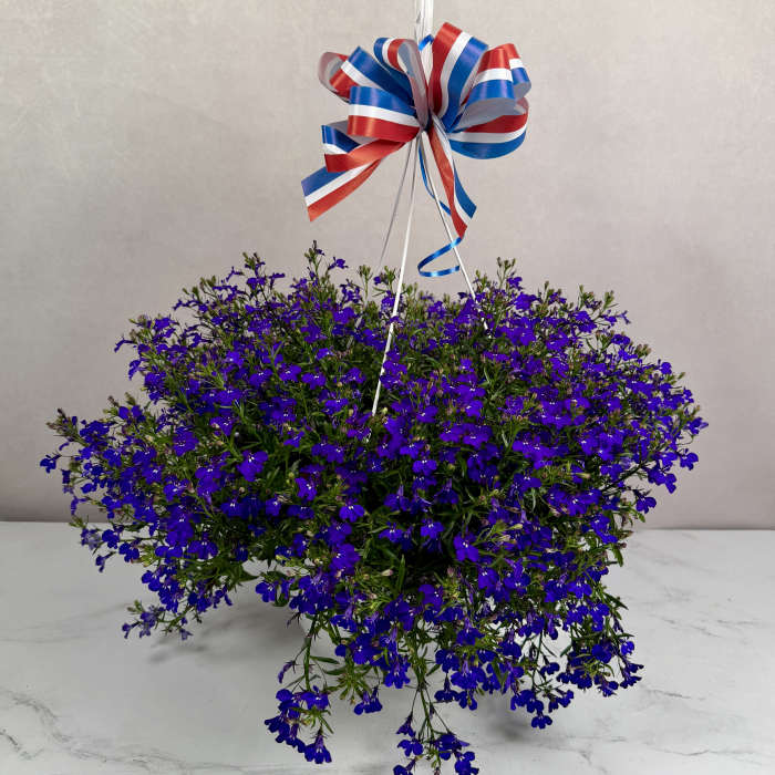Memorial Day Special - Lobelia Hanging Basket