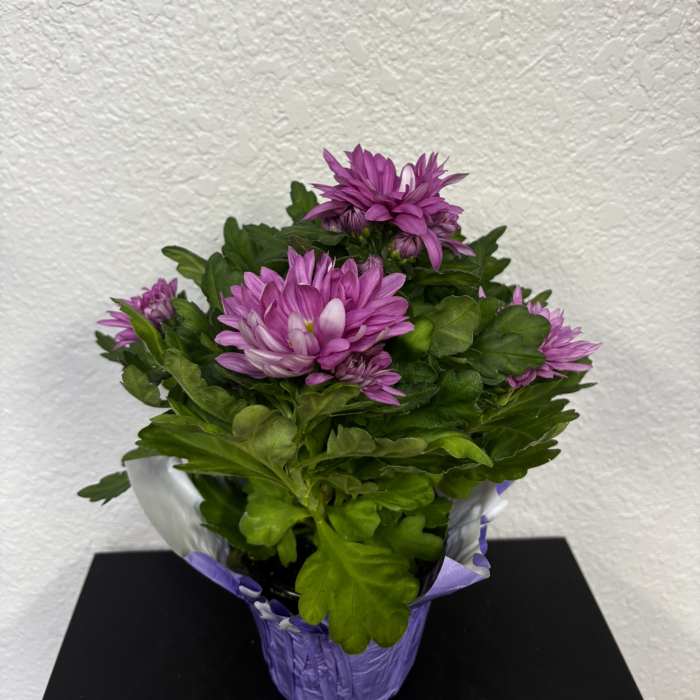 Purple chrysanthemum plant in a wrapped pot