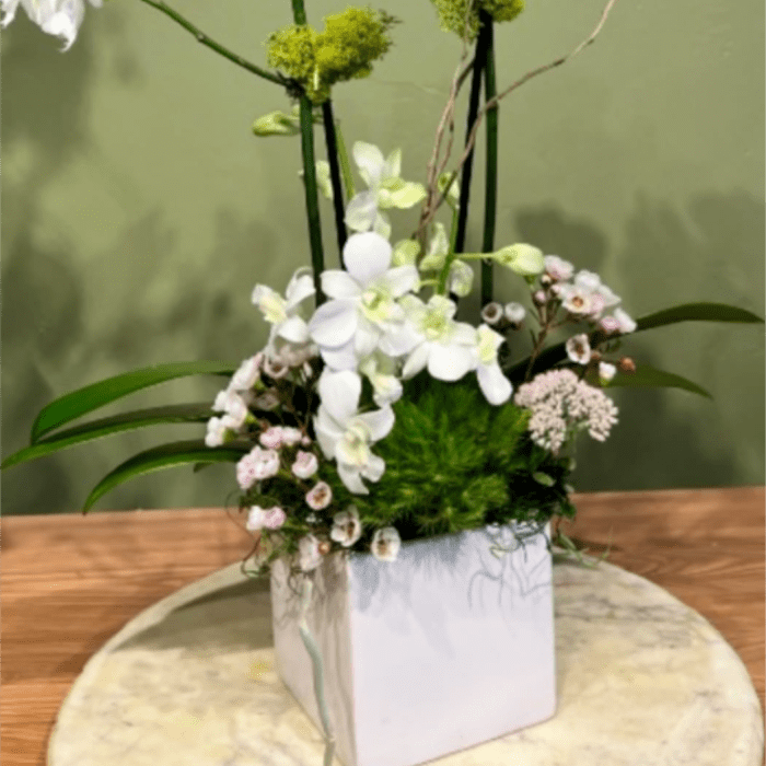 STUNNIG ORCHID PLANT