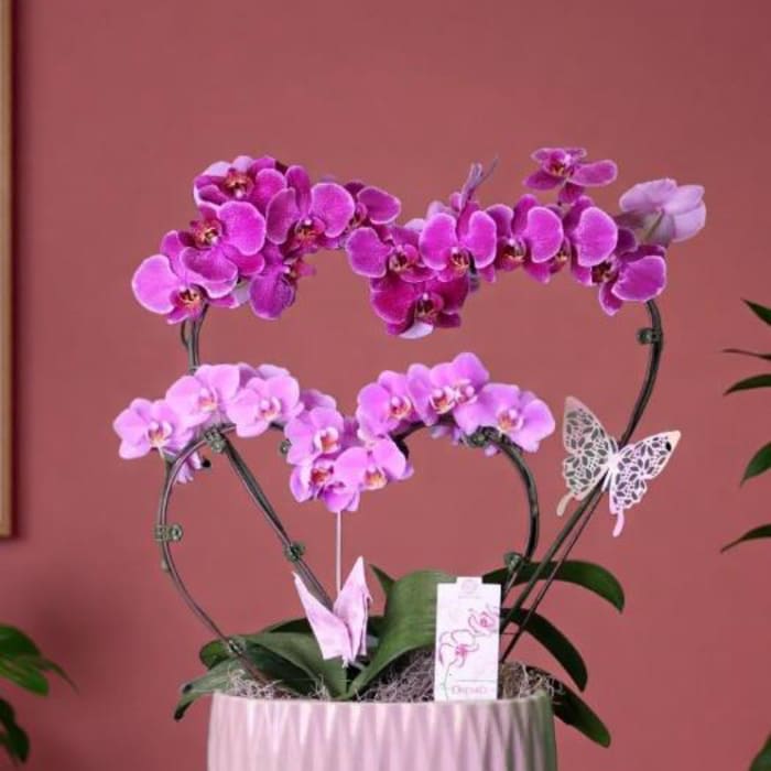 double heart orchid plant