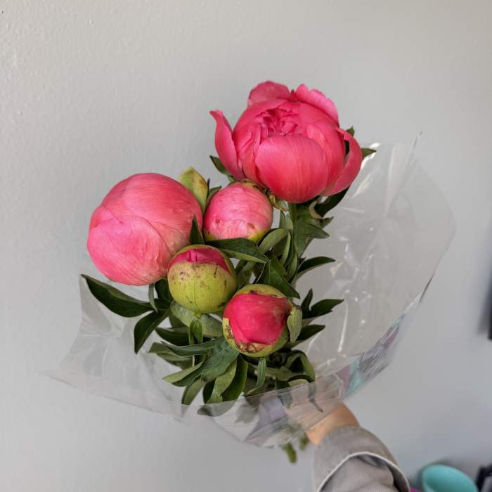 wholesale peonies