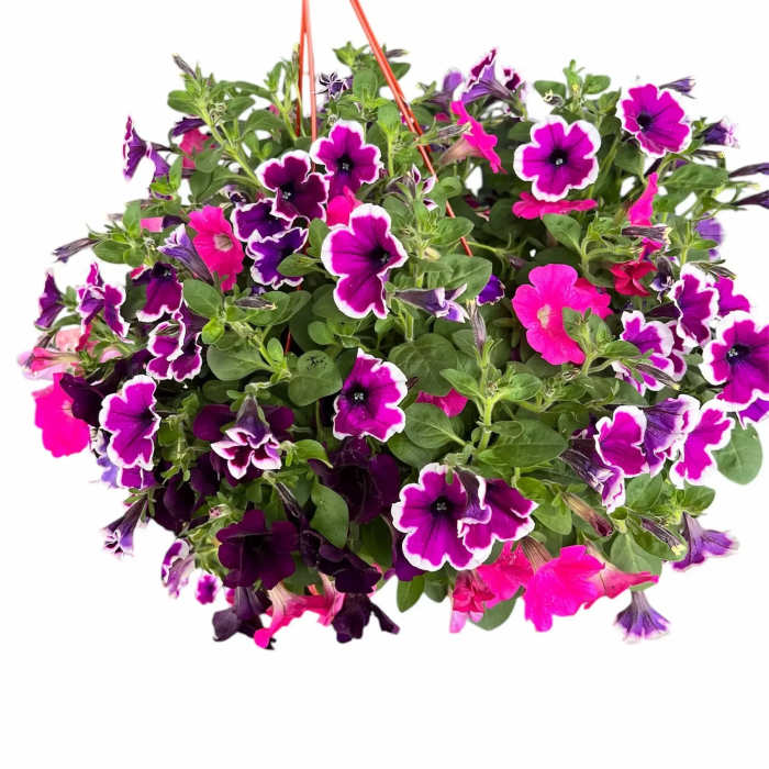 Hanging basket of purple and pink petunia flowers